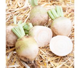 Rode biet - Albina vereduna - BIO