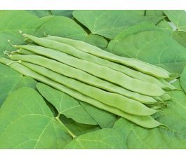 Snijboon - Helda - BIODYNAMISCH