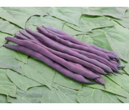 Stokspekboon - Brunhilde - BIODYNAMISCH