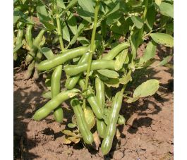 Tuinboon - Ratio - BIO