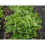 Andijvie breedbladige - Nummer Vijf2 - BIO