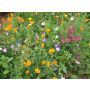 Zomerbloemenmix - BIO - 50% korting - verminderde kiemkracht