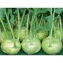 Koolrabi wit - Orinoko - BIODYNAMISCH