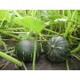 Pompoen - Groene Hokkaido - BIO