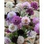 Scabiosa atropurpurea - Zwartpurperen duifkruid - BIODYNAMISCH