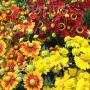 Helenium autumnale -Zonnekruid 'Mengeling' - BIODYNAMISCH