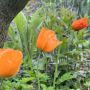 Papaver cambricum oranje schijnpapaver bloei1