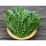 Wilde rucola - Lola - BIODYNAMISCH