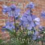 Polemonium caeruleum – Jacobsladder
