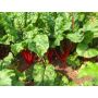 Warmoes/snijbiet - Rhubarb Chard - BIO