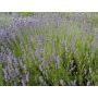 Lavandula angustifolia - Lavendel - BIO