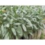 Salvia officinalis - Salie - BIO
