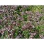 Origanum vulgare - Wilde marjolein - meerjarig - BIO