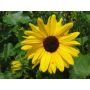Helianthus debilis - Zonnebloem - kleinbloemig - BIO