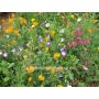 Zomerbloemenmix  - Zomerpracht - 100 g - voor 200 m² - BIODYNAMISCH