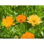 Calendula officinalis - Goudsbloem - BIODYNAMISCH