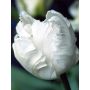 Tulp - White Rebel - 10 bollen - BIO