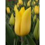 Tulp - Strong Gold - 10 bollen - BIO