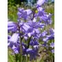 Hyacinthoides hispanica - Blauwe boshyacint - 25 bollen - BIO