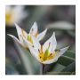 Botanische tulp - Tulipa turkestanica - 10 bollen - BIO