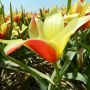 Botanische Tulp - Tulipa clusiana 'Taco' - 10 bollen - BIO