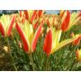Botanische Tulp - Tulipa clusiana 'Tinka' - 10 bollen - BIO