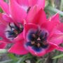 Botanische Tulp - Tulipa humilis - Little Beauty - 10 bollen - BIO