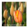 Tulp - Dafeng - 10 bollen - BIO