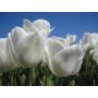 Tulp - Royal Virgin - 10 bollen - BIO