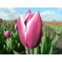 Tulp - Synaeda Blue - 10 bollen - BIO