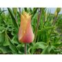 Tulp - Blushing Lady - 10 bollen - BIO