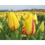 Tulp - Freedom Flame - 10 bollen - BIO