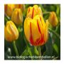 Tulp - Freedom Flame - 10 bollen - BIO