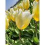 Tulp - Sweetheart - 10 bollen - BIO