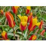 Botanische tulp - Tulipa clusiana var. Chrysantha - 10 bollen - BIO