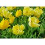 Tulp - Geel - mengeling Yokohama/Verona - 10 bollen - BIO
