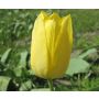 Tulp - Muscadet - 10 bollen - BIO