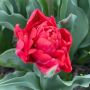 Tulp - Andante - 10 bollen - BIO