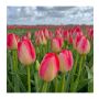 Tulp - Judith Leyser - 10 bollen - BIO
