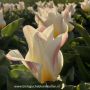 Tulp - Primeur Pride - 10 bollen - BIO