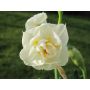 Narcis - Bridal Crown - 10 bollen - BIO