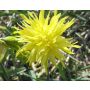 Narcis - Rip van Winkle - 10 bollen - BIO
