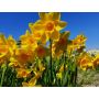 Narcis - Garden Opera - 10 bollen - BIO