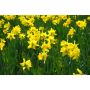Narcis - Tamara - 10 bollen - BIO
