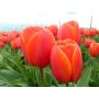 Tulp - Ad Rem - 10 bollen - BIO