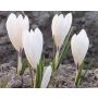 Krokus - Ice Queen - 10 bollen - BIO