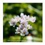 Allium neapolitanum (cowanii) - Bruidsuitje - 15 bollen - BIO
