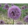 Allium - Gladiator - 3 bollen - BIO
