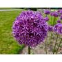 Allium - Sterrenlook - Violet Beauty - 5 bollen - BIO
