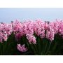 Hyacinth - Fondant - 10 bollen - BIO